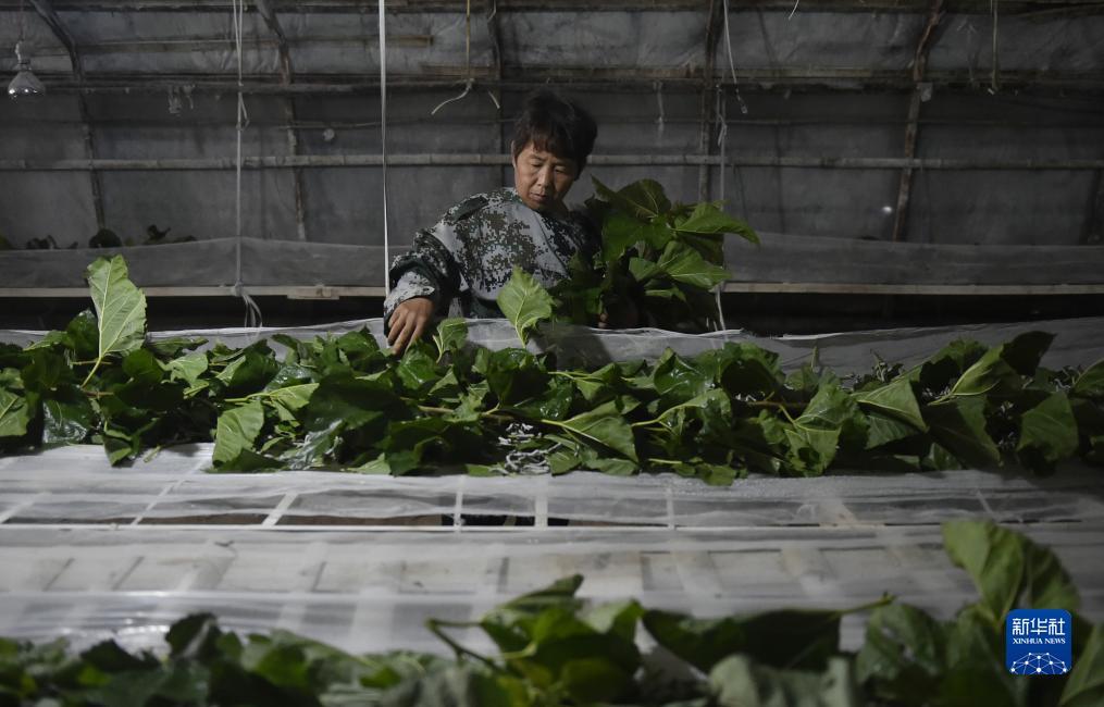 免费欢乐金花游戏下载